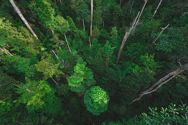 Earth Day, riscoprire il significato della parola ‘ambiente’